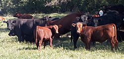 Red-angus