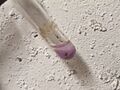 Red cobalt hydroxide