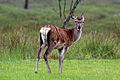 Red deer (Cervus elaphus) young stag
