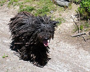 Rennender Puli