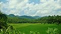 Rice Fields from the outskirts of Sogod