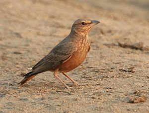 Rufous-tailed Lark (Ammomanes phoenicurus) in Kawal WS, AP W IMG 2004.jpg