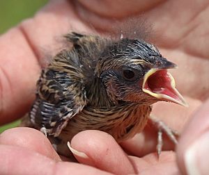 Saltmarsh sparrow chick (50141016208) (cropped)