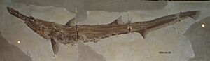 Scapanorhynchus.jpg