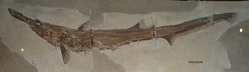 Scapanorhynchus