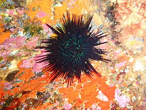 Sea urchin at South East Bay, Three Kings Islands PA121527