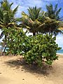 Seagrape (Coccoloba uvifera) shrub at Playa Lucia, Yabucoa, Puerto Rico