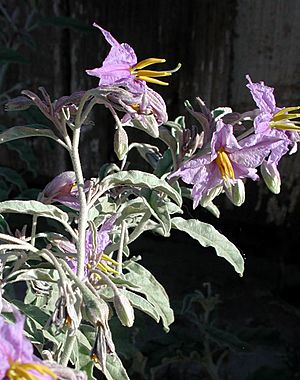 Solanum eleagnifolium az