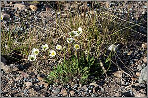 Svalbard Poppy (Papaver dahlianum).jpg