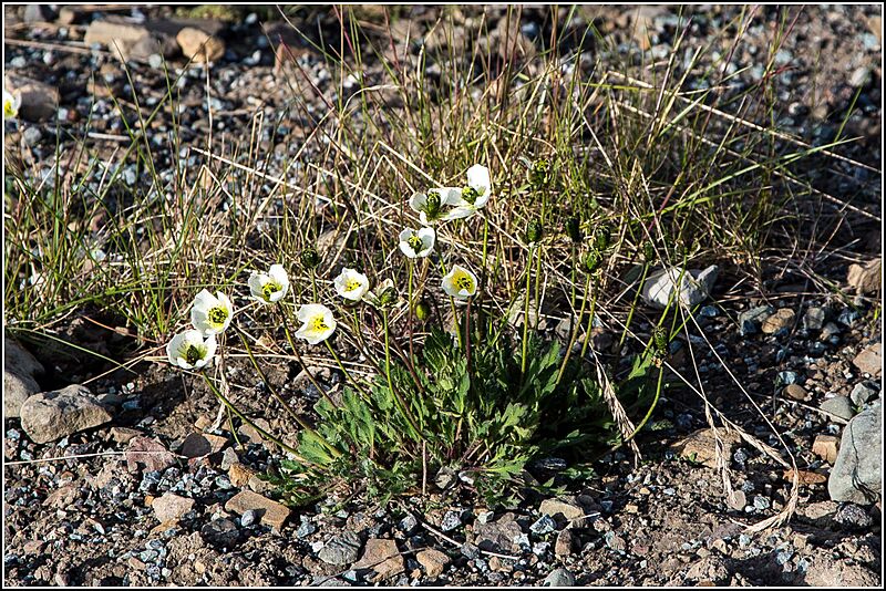 Svalbard Poppy (Papaver dahlianum)