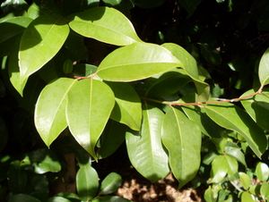 Syzygium hodgkinsoniae - leaves.JPG