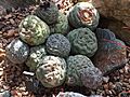 Tephrocactus geometricus