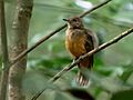 Thamnomanes caesius - Cinereous Antshrike (female); Manacapuru, Amazonas, Brazil