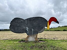 The Big Bush Turkey in Kyogle, NSW