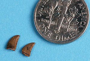 The Childrens Museum of Indianapolis - Troodon teeth