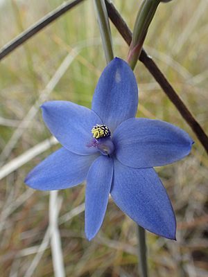 Thelymitra crinita (2).jpg