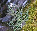 Thysanocarpus conchuliferus