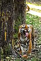 Tiger's Flehmen Response - Kanha National Park