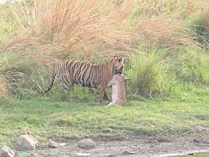 Tiger taking its kill in bushes