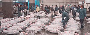 Tsukiji.FrozenTuna