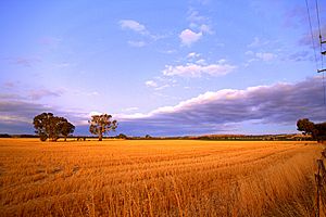 Twilight Upon Wheat Fields (139677885)