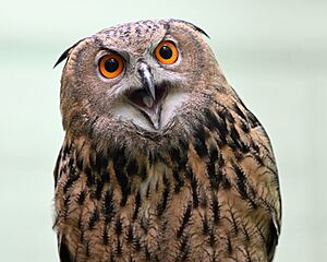Vera, the Eurasian Eagle-Owl