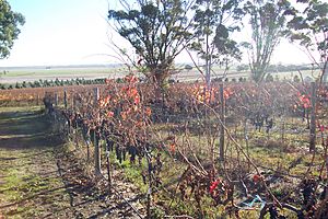 Vines near Naracoorte3