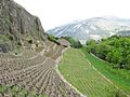 Vineyards near Sion castle, Switzerland