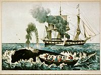Walfang zwischen 1856 und 1907