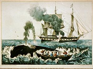 Walfang zwischen 1856 und 1907