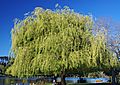 Weeping Willow