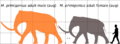 Woolly mammoth size comparison