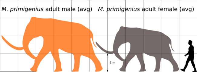 Woolly mammoth size comparison