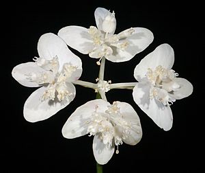 Xanthosia atkinsoniana - Flickr - Kevin Thiele.jpg