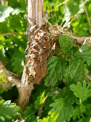 Yellow admiral (Vanessa itea) cocoon with Pteromalus puparum3
