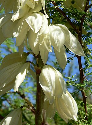 Yucca thompsoniana close