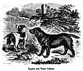 "A drawing of two dogs in black and white. They are the same size, but one is red and dark, while the other appears to be a solid dark colour."