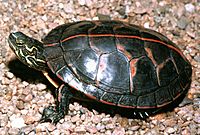 Southern painted turtle facing left, top-side view, stripe prominent, on pebbles