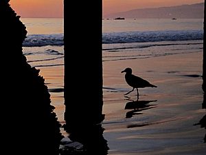 A Santa Monica Seagull