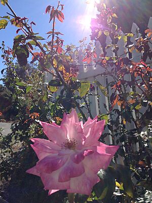 A flower along the fence of the Mare Island Cemetery
