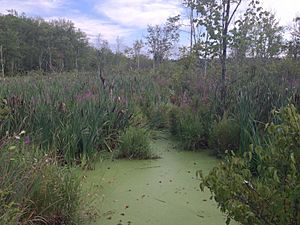 Acton Massachusetts wetlands