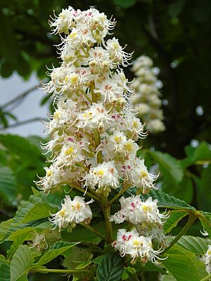 Aesculus hippocastanum.001 - Culleredo.jpg