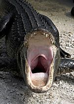 Alligator mississippiensis yawn.jpg