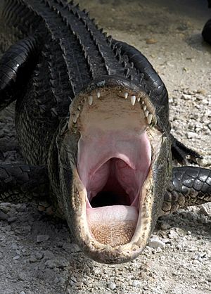 Alligator mississippiensis yawn