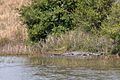 American alligators (Alligator mississippiensis), Attwater Prairie Chicken National Wildlife Refuge