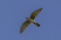 American kestrel (Falco sparverius) in flight Cayo
