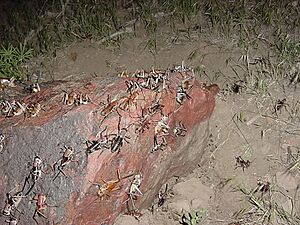 Anabrus simplex (Nevada)