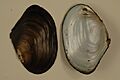 Anodonta californiensis FWS 19245
