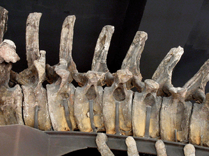 Apatosaurus caudal vertebrae