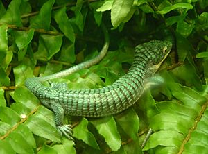 Arboreal Alligator Lizard Abronia graminea 2900px.jpg